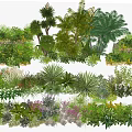 Arbor Collection Featuring Tropical Palm Trees Shrubs Ferns And Flowering Plants