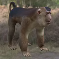 Monkey With Brown And Beige Fur Standing In Natural Grass Trees Habitat Area