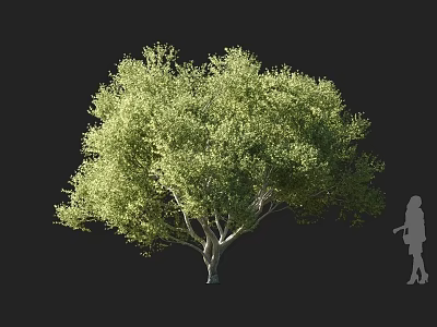 Tall Green Arbor Tree With Lush Foliage Branching Trunk And Woman Silhouette For Scale 3d model