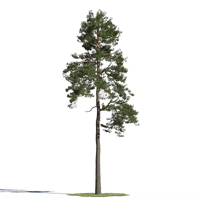 Tall Arbor With Single Trunk And Lush Green Foliage In Natural Outdoor Environment 3d model