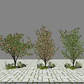 Three Arbor Trees With Different Leaves And Fruits On White Brick Ground Against Light Sky