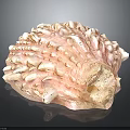 Pink and White Shellfish with Bumpy Protruding Surface and Irregular Shape on Dark Background