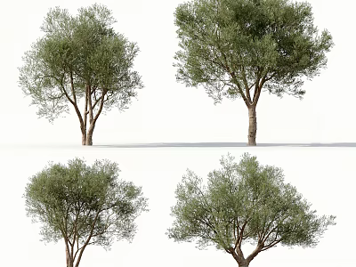Tall Green Olive Trees Isolated On White Background For Design Projects 3d model