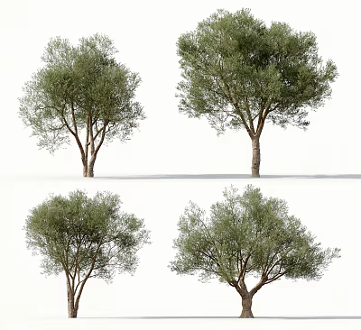 Tall Green Olive Trees Isolated On White Background For Design Projects 3d model