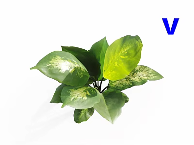 Indoor Green Plant With Variegated Green And Yellow Decorative Foliage 3d model