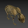 Detailed Anatomical Bear Skeleton 3D Model with Bone Structure