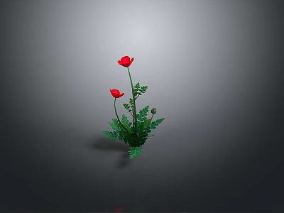 Red Poppy Flowers With Two Blooms Green Leaves And Stems On Gray Background 3d model