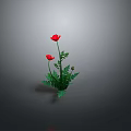 Red Poppy Flowers With Two Blooms Green Leaves And Stems On Gray Background