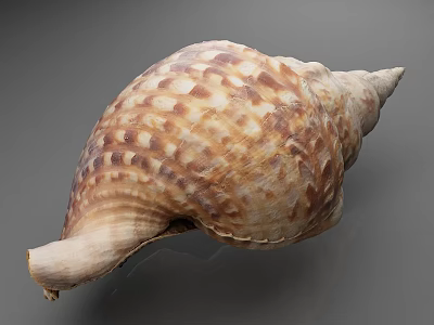 Natural Conch Shell With Brown And White Spiral Pattern And Detailed Texture 3d model