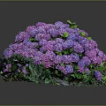 Vibrant Purple Hydrangea Bouquet With Lush Green Leaves And Stones