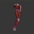 Medical Device 3D Model of Human Leg Muscle and Blood Vessels