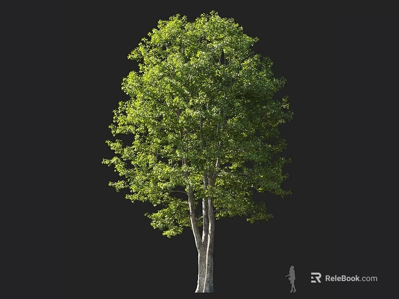 Lush Green Arbor Tree with Dense Foliage White Trunk and Human Figure 3d model 