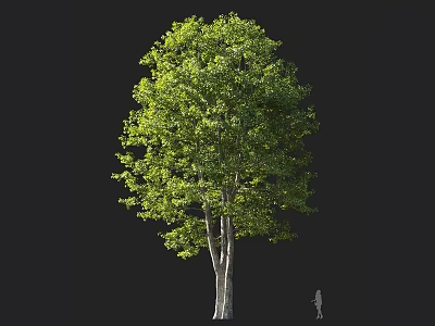 Lush Green Arbor Tree with Dense Foliage White Trunk and Human Figure 3d model