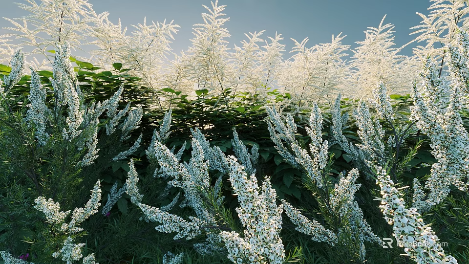 Blooming Shrubs With White Flowers And Green Foliage In Sunlit Natural Garden 3d model 