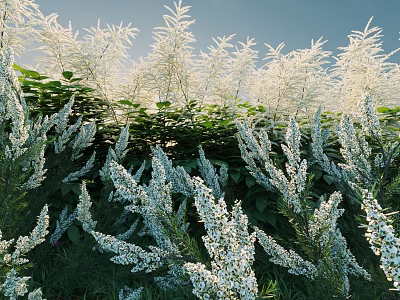 Blooming Shrubs With White Flowers And Green Foliage In Sunlit Natural Garden 3d model