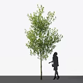 Tall Arbor Tree With Lush Green Leaves And Woman Silhouette Standing Beside