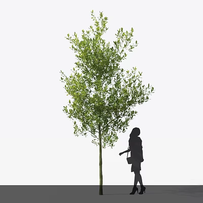 Tall Arbor Tree With Lush Green Leaves And Woman Silhouette Standing Beside 3d model