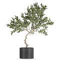 Three Olive Tree Bonsai Potted In Stylish Pots For Indoor Decoration