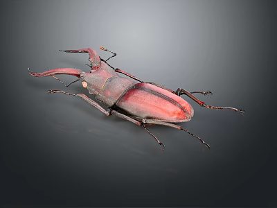 Stag Beetle With Red And Dark Shell And Long Antlers On Dark Background 3d model