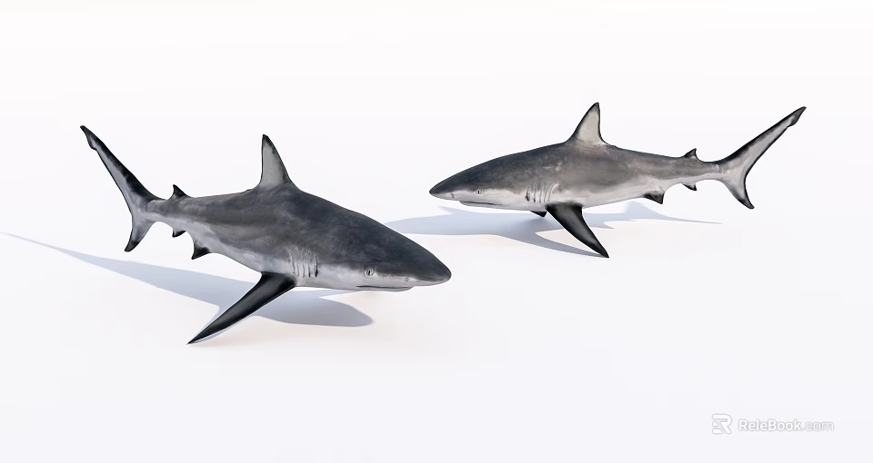 Two Grey And Black Sharks With Pointed Fins As Aquatic Marine Animals 3d model 