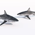 Two Grey And Black Sharks With Pointed Fins As Aquatic Marine Animals