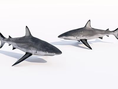 Two Grey And Black Sharks With Pointed Fins As Aquatic Marine Animals 3d model