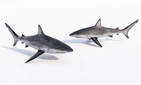 Modern Aquatic Shark 3d model