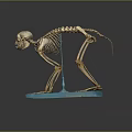 Animal Skeleton Organ Model Display with Detailed Bone Structure on Blue Base Stand 3d model
