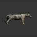Realistic 3D Tiger Model With Striped Fur Standing On Gray Background 3d model