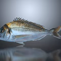 Golden Striped Silver Sea Bream Fish With Dorsal Fins And Reflection On Dark Background