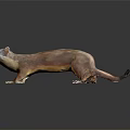 Weasel Sculpture With Brown And Yellow Fur Standing On Black Background