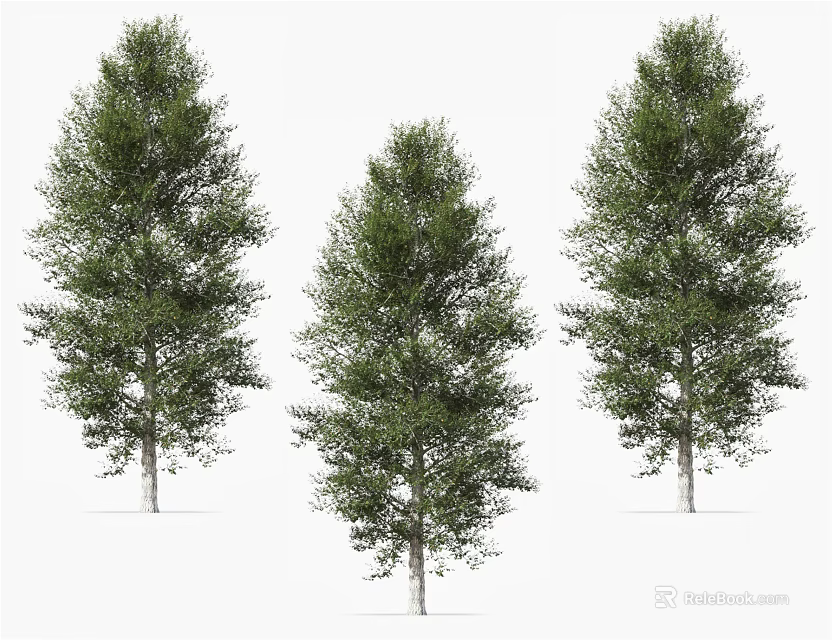 Three Tall Arbor Trees With Green Lush Foliage And Straight Trunks 3d model 