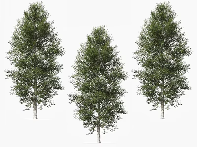Three Tall Arbor Trees With Green Lush Foliage And Straight Trunks 3d model