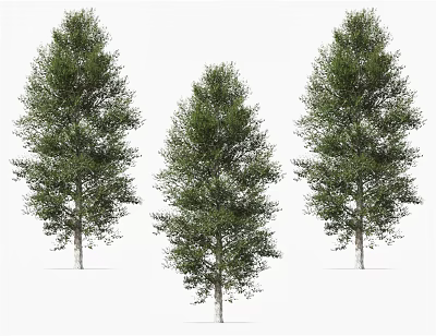 Three Tall Arbor Trees With Green Lush Foliage And Straight Trunks 3d model