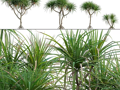 Decorative Plant Arrangement with Various Green Foliage and Different Size Trees for Home Decor 3d model