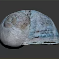 Marine Snail Seashell With Blue Glossy Surface And Natural Spiral Texture On Black Background