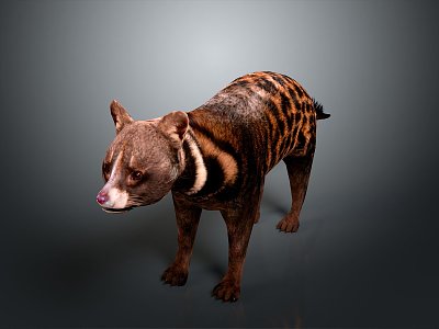 Civet, Civet, Civet, Civet, Civet 3d model