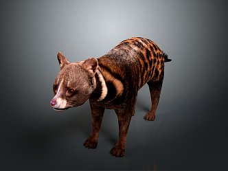 Civet, Civet, Civet, Civet, Civet 3d model