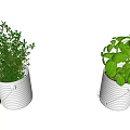 Two White Bucket Shaped Planters With Green Herb Potted Plants On White Background