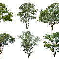 Various Arbor Trees Displaying Diverse Canopy Shapes and Green Foliage 3d model