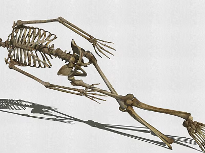 Game Movie Character Skeleton 3D Model With Anatomical Structure And Posed Figure 3d model