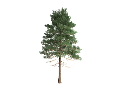 Tall Evergreen Pine Tree Plant Combination With Dense Green Foliage For Natural Garden Decor 3d model