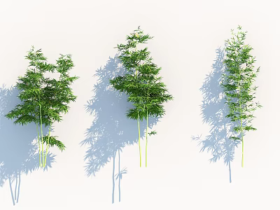 Three Green Bamboo Plants With Lush Leaves And Shadows On White Background 3d model