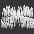 Dental Organ Model With Numbered Teeth From 6 To 12 And 21 To 26 Anatomical Structure