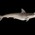 Unique Hammerhead Shark With Distinctive Flat Head And Gray Body Features 3d model