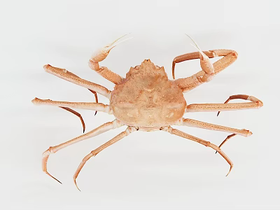 Close Up View Of Aquatic Crab With Elongated Legs And Hard Shell Structure 3d model