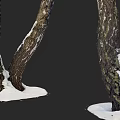 Wooden Tree Trunks With Curved Shape And Snow Covered Bark In Natural Winter Scene