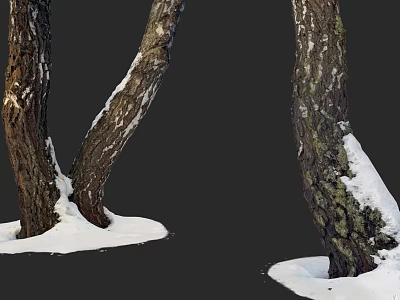 Wooden Tree Trunks With Curved Shape And Snow Covered Bark In Natural Winter Scene 3d model