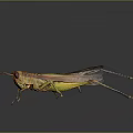 Vibrant Colorful Grasshopper With Yellow Green Body On Dark Reflective Surface