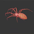 Detailed Yellow And Black Striped Spider With Long Legs On Dark Background